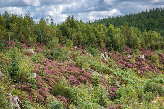 An autumnal landscape HDR image of Heather, Ling or Erica,covered ground in Kielder Forest in Northumberland, England. 