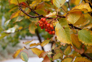 Red berries on an autumn tree