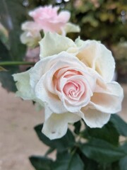 pink rose with drops