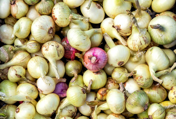 Obraz na płótnie Canvas New crop onions as background