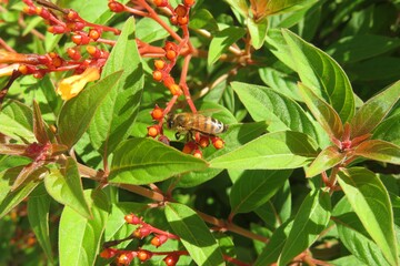 Bee on hamelia flowers in Florida zoological garden