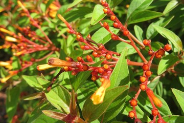 Hamelia plant in Florida zoological garden, closeup