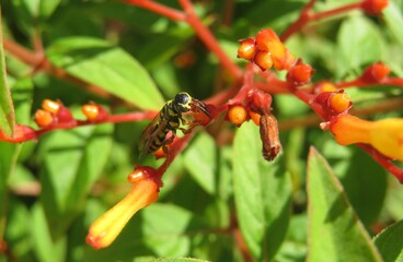 Tropical wasp on hamelia plant in Florida nature, closeup