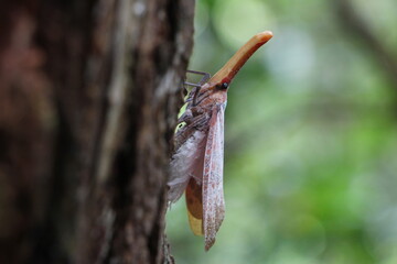 Lantern insect close-up