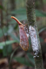 Lantern insect on tree