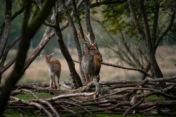 Cerf elaf avec un faon