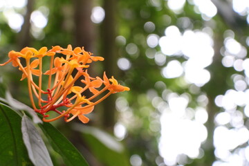 Orange tropical flower in forest