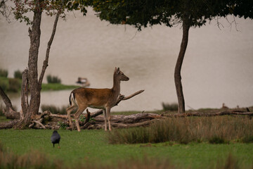 Biche proche d'un point d'eau