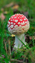 mushroom