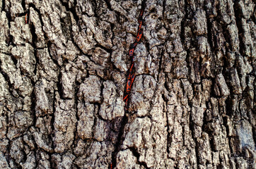 Group of firebugs, Pyrrhocoris apterus,  in a Quercus ilex, the evergreen oak.