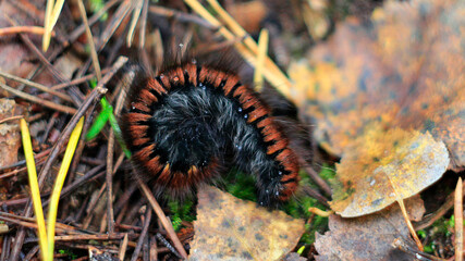 caterpillar