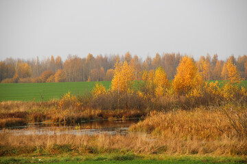 Golden autumn forest around river and fresh green field in sunny day