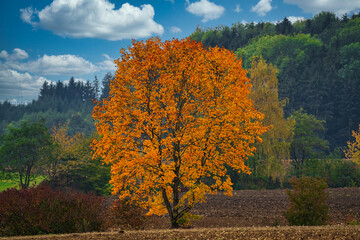 Fototapeta premium Ahornbaum