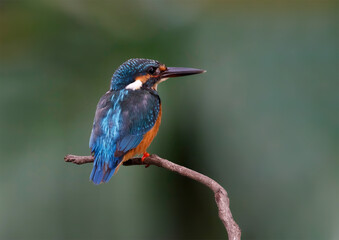 Kingfisher, Alcedo. Close-up portrait. Carefully peers into the distance