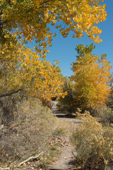 Fototapeta premium Autumn cottonwood grove in western Colorado near Grand Junction