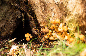 Detail photo of wild fungus raised between the rind of a fallen trunk during the autumn season