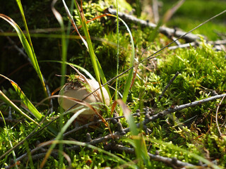 mushrooms in the forest under the grass in the sunlight

