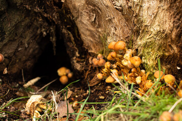 Detail photo of wild fungus raised between the rind of a fallen trunk during the autumn season