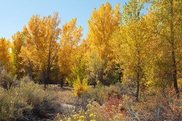Autumn cottonwood grove in western Colorado near Grand Junction