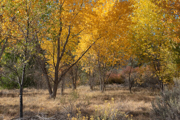 Fototapeta premium Autumn cottonwood grove in western Colorado near Grand Junction