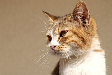 Tabby cat lives in rural riding club as a barn cat