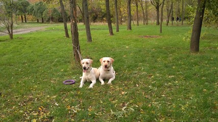 two labrador in the park