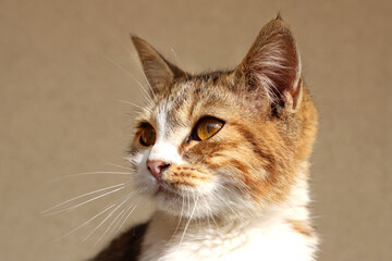 Obraz premium Tabby cat lives in rural riding club as a barn cat