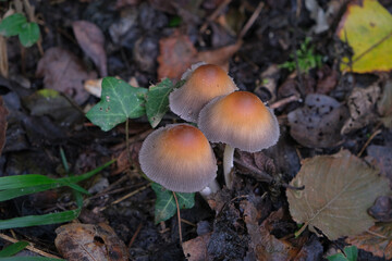 group of wild mushrooms inside a wood