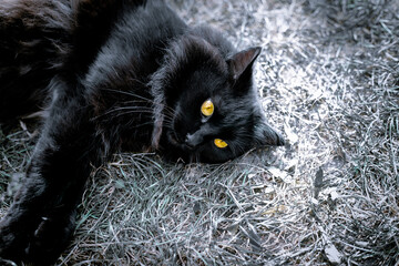 Black cat with yellow eyes lies on the lawn