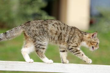 Naklejka na ściany i meble Tabby cat lives in rural riding club as a barn cat