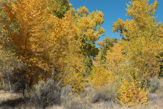 Autumn Cottonwood Grove In Western Colorado Near Grand Junction