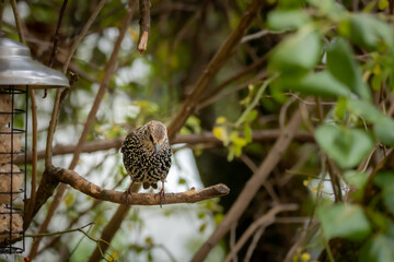 Star mit Schlichtkleid im Herbst