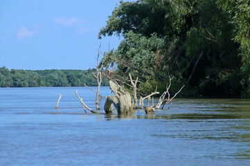 Árbol arrastrado por el río Danubio en su delta. Árbol en el agua y vegetación en la orilla del...