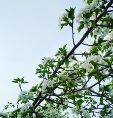 green leaves against blue sky
