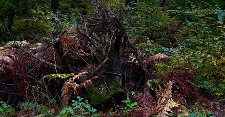krajobraz gęstego lasu z konarem drzewa - obrazy, fototapety, plakaty