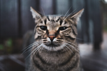 close-up cat face and nose