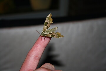 Nothern wave moth (Weidenspanner) on fingertip