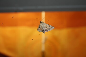 Beautiful moth on enlightened window