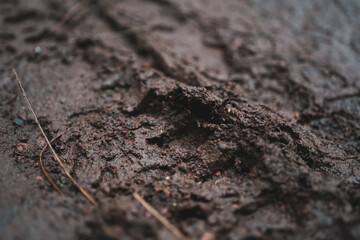 muddy soil