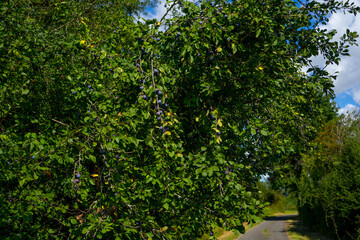 Ripe plums hanging from a tree branch ready to be harvested. View of fresh organic fruits with green leaves on plum tree branch.