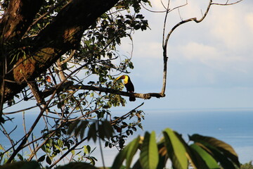 Toucan on tree before ocean