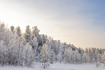 A cold sunny day in winter snow-covered forest. West Siberia.