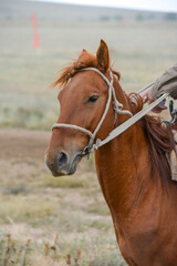 Fototapeta premium Portrait of a tired horse. Fragment of an animal and a host. Kazakhstan.