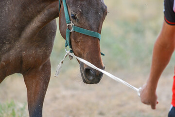 Obraz premium Portrait of a tired horse. Fragment of an animal and a host. Kazakhstan.