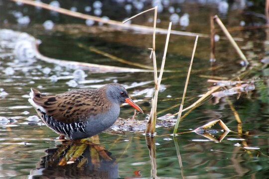The water rail, western water rail or European water rail (Rallus aquaticus) is a bird of the rail family which breeds in well-vegetated wetlands across Europe, Asia and North Africa. Northern and eas