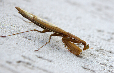 Female European Mantis