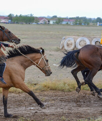 Obraz premium Portrait of a tired horse. Skachka, Kazakhstan.