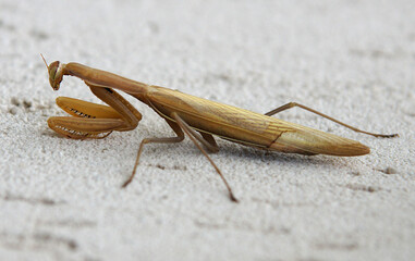 Female European Mantis
