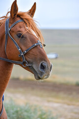 Fototapeta premium Portrait of a horse with a bridle. Fragment of a head, Kazakhstan.