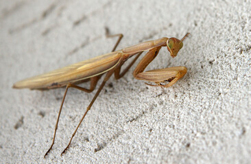 Female European Mantis
